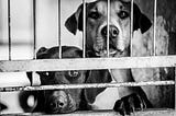 The ‘no-kill’ label is hurting shelters, pets, and people.