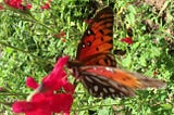 How to Start a Pollinator Garden or Habitat.