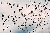 From Birds to Drones. How Swarming Intelligence is creating a new being