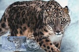 The Snow Leopard: Superb Maxicards (Stamp + Postcard + Postmark — More Or Less Concordant)
