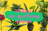 12 NASA recommended air-purifying plants that you must have in your house