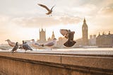 Pigeons standing and flying around on a concrete bridge in forefront. Big Ben in London in the background.