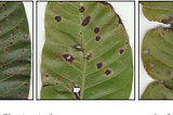 Analysis and Diagnosis of Mango Leaf Diseases through Image Processing.