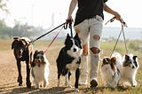 JANUARY IS THE WALK YOUR DOG MONTH