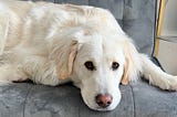 What No One Tells You When Your Dog is Dying