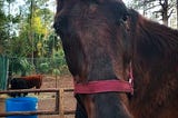 Close up photo of a horse’s long face, looking directly into the camera. Two miniature cows are in the background.