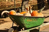 Green wheelbarrow filled with gourds at Burt’s Pumpkin Farm