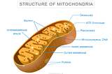 Functions of Mitochondria