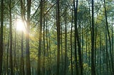 Building a Greener Ummah: Career Paths in Islamic Green Finance & Environmental Management