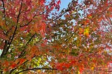 Branches of a maple tree hold leaves of green, red, yellow and orange. Pale blue sky and other trees in the background