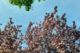 From Budding Romance to Resurrection: A Spring Reading List with a Twist