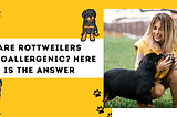 Are Rottweilers Hypoallergenic? Here is the answer