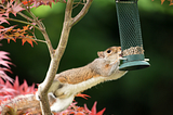 I Am the Squirrel in Your Yard & This is My Bird Feeder Era