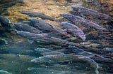 Spring-Run Salmon: Respect and Responsibility