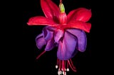 A single fuchsia flower.