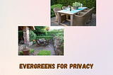 Year-Round Privacy: The Best Evergreen Hedges for Your Garden