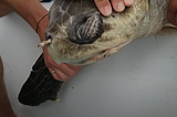 Plastic straws, turtles, and burnout recovery