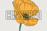 How an AI Snafu and A Video of Flowers Nearly Got Me Kicked Off YouTube