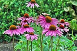 Native Purple Coneflowers