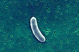 Vibrio vulnificus