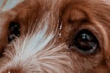 Almendr@