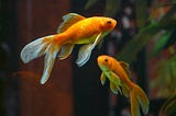 Fish ich disease is caused by stress in fish. Here’s what you need to know.