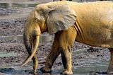 China Bans Ivory