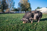 The Perfect Homesteading Pigs