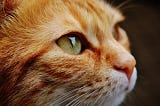 A close up of a ginger (orange) cat