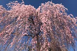 Up Close with Sakura: An Immersive Photo Essay