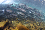 Underwater view of a run of salmon.