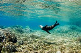 Dive into Adventure: Exploring the Vibrant Underwater World of Cabo Pulmo on a Tour from Cabo San…