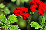Do geraniums come back every year?