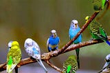 Australian Parakeet