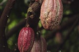 Cacao + Menstruation