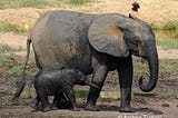 What Makes the African Forest Elephant Special?
