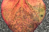 A heart shaped fall colors leaf on grey pavement