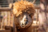 photo of brown llama