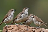 AI generated picture of a group of Spiny Babbler