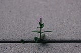 Innovate and Elevate: The MVP’s Strategic Power