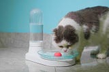 談從「本質」出發的產品設計思維 — — 以 KittySpring 貓主子飲水器募資案為例