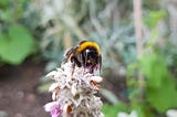 A bumblebee on top of a flower spike