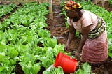 African woman watering her crops