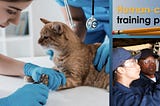 Photos Of Veterinary Student Clipping A Cat’s Claws And A Student Mechanic In A Training Program