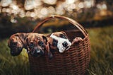 Three Considerations For Selecting a Pet