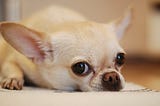 Chihuahua looks longingly