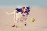 Exasperated dog running and trying to catch a ball.