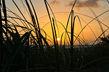 Sunset over the water over an orange sky, with long grass in the foreground.