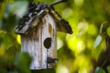 Raphael Sternberg Reveals-Garden birds are struggling: four ways to help.