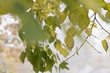 the way home, fog along a path, autumn yellow and green leaves, trees, blur | nature photography | © pockett dessert